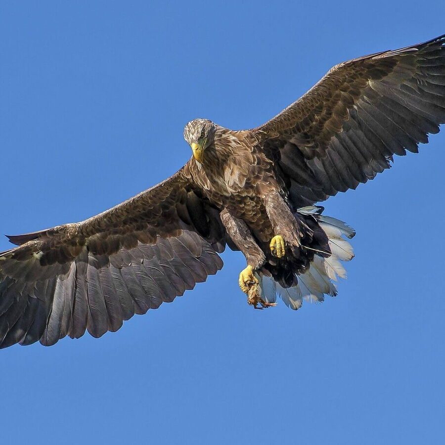 Der große Vogel der Lüfte hat seine beute gefangen und geht wieder hoch Richtung Himmel.