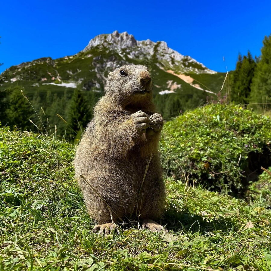 Das Murmeltier in den Alpen macht gerade Männchen Stellung und lauscht, ob es Feinde hört.