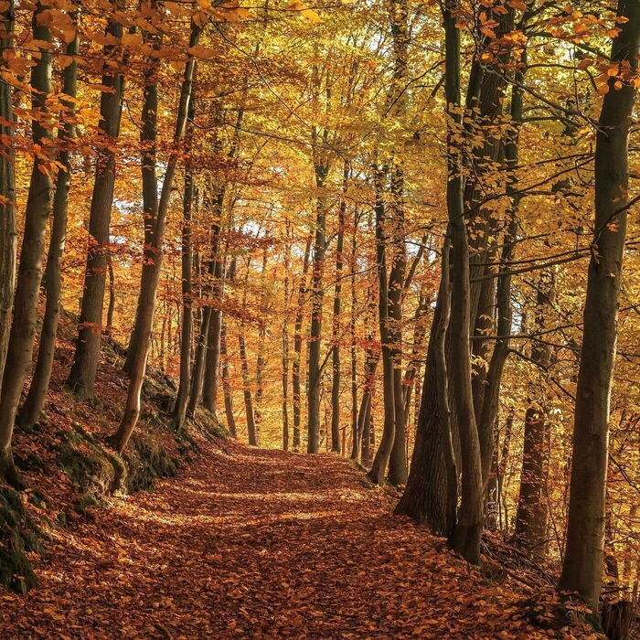 Durch das herabgefallen Laub stapfen und links und rechts alte große Bäume.