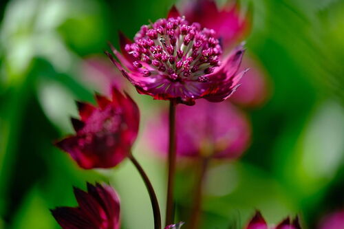 Nahaufnahme der Meisterwurz: Die aromatisch duftende Heilpflanze mit großen Doldenblüten und kräftigen Blättern, typisch für Gebirgswiesen und Hochstaudenfluren.