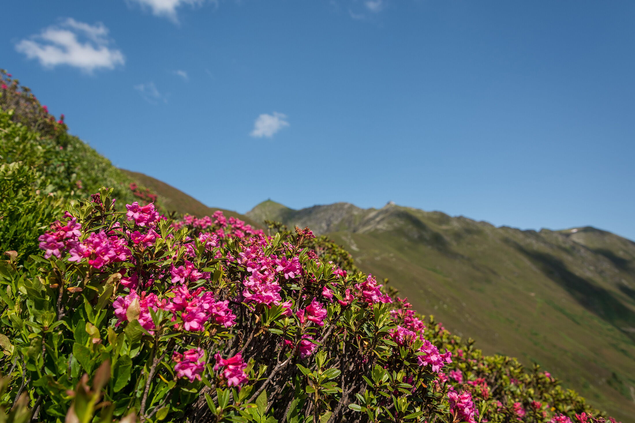 In schönster Pracht blühen die Alm Rosen und Dekorieren die Berge in schönem rosa.