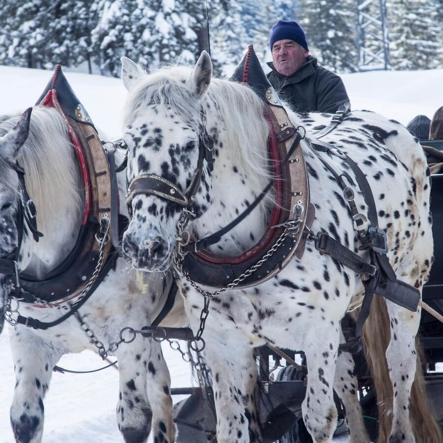 Die Pferde sind gespannt der Schlitten bereit, zum Kutschenfahren durch die Winterlandschaft in den Nockbergen.