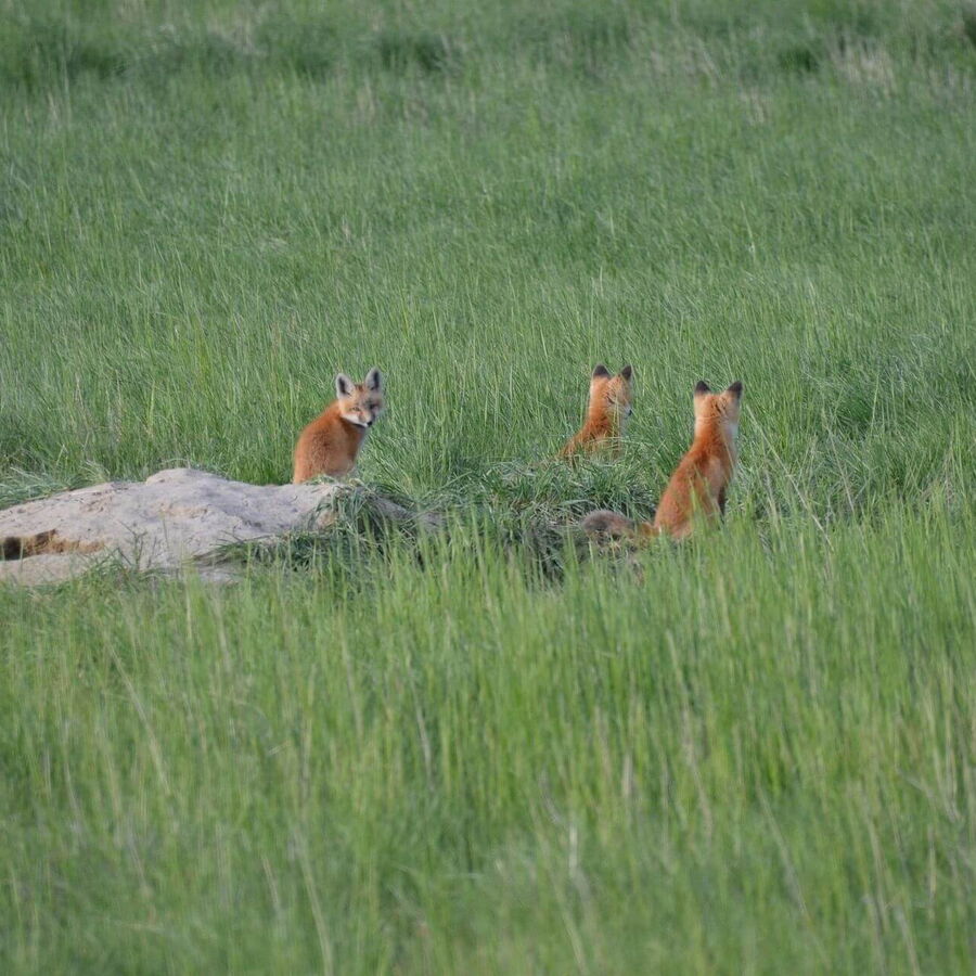 Drei neugierige Fuchsbabys, die aus ihrem Bau herausgekommen sind, warten auf der Wiese auf die Rückkehr ihrer Eltern, während sie sich in der Sonne wärmen und die Umgebung erkunden.