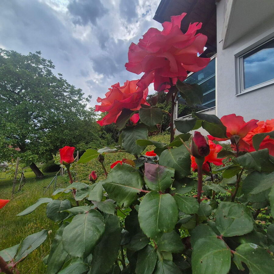 Die Rosenpracht vor der Ferienwohnung Sonnseitn.