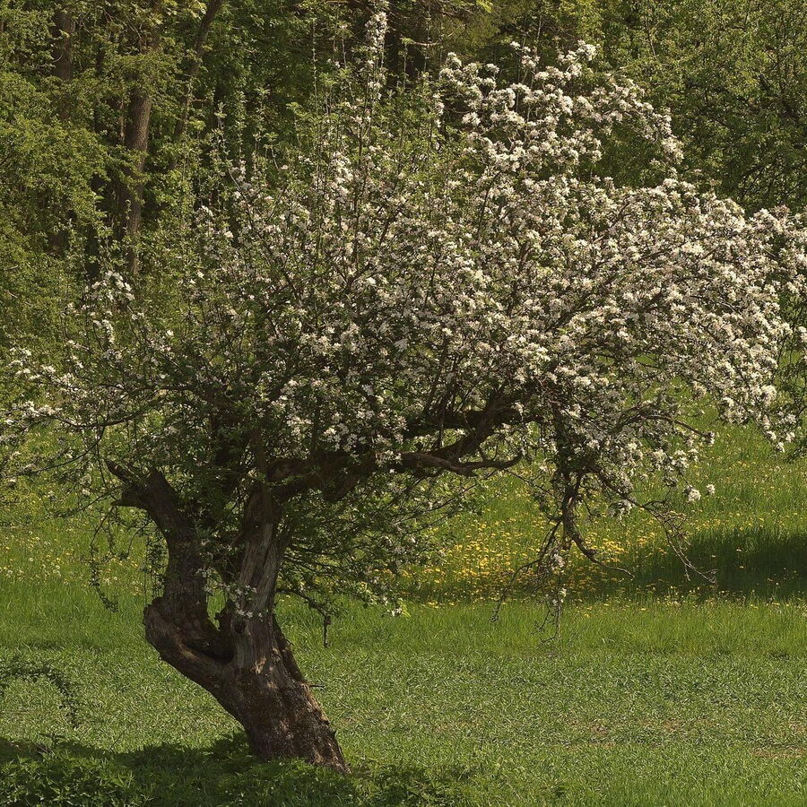 Ein Jahrhundert Alter Obstbaum mit prachtvoller Blüte steht stark verwurzelt auf der Wiese.