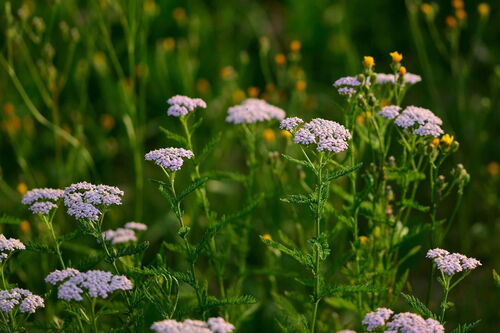 In der Wiese ist die schöne Schafgarbe am wachsen.
