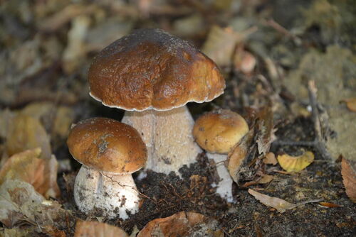 Hier wachsen die gern gesehenen Steinpilze aus dem Waldboden heraus.