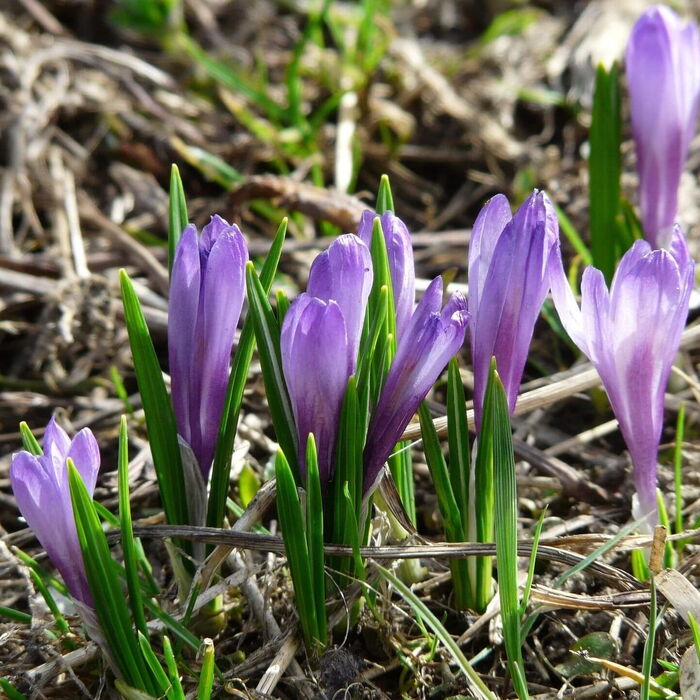 Der Frühling erwacht und die ersten Krokusse sprießen aus dem Waldboden heraus.