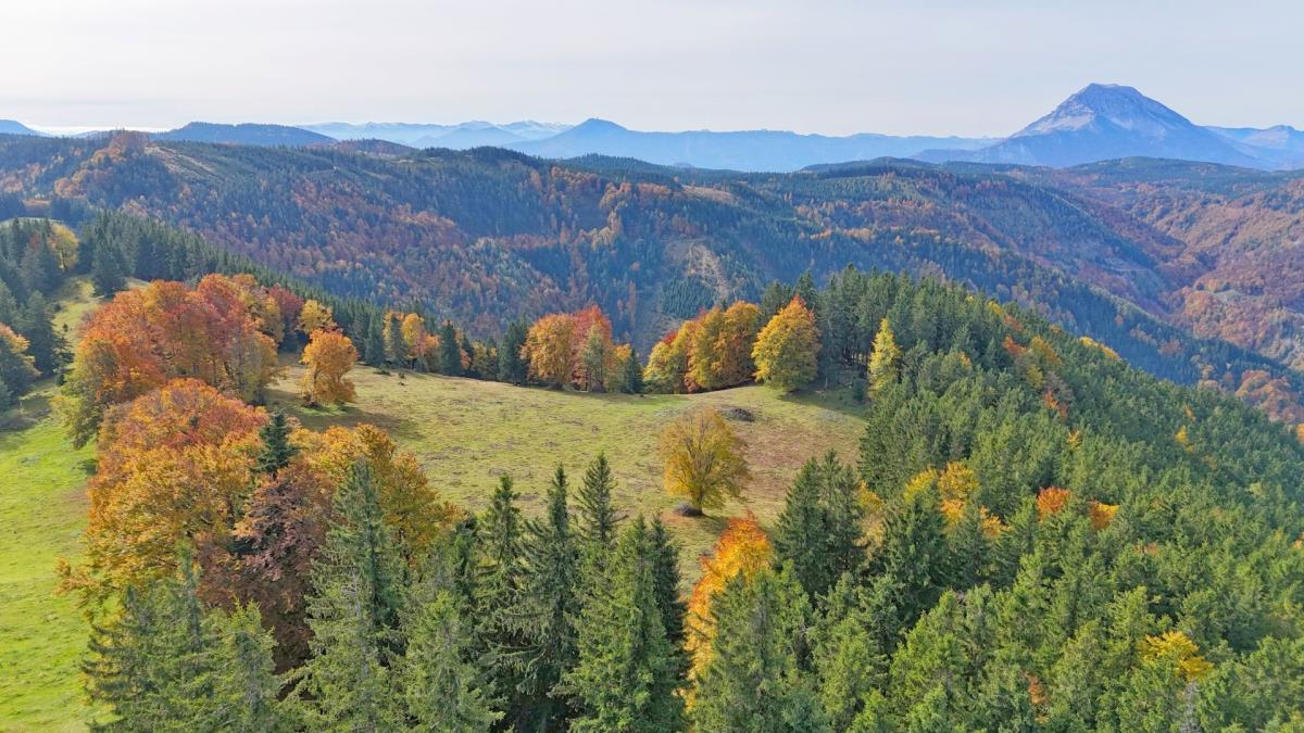 Mühlenhütte am Privatteich im Mostviertel