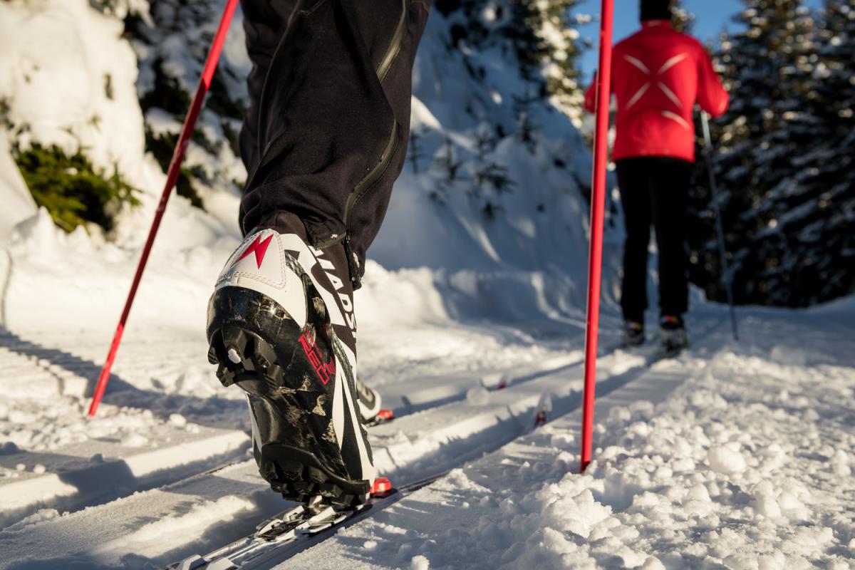 Alpenrehblick am Karwendelgebirge