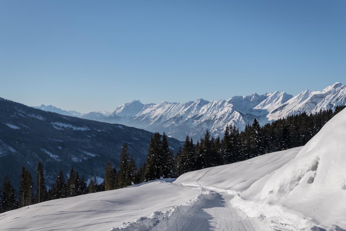 Alpenrehblick am Karwendelgebirge