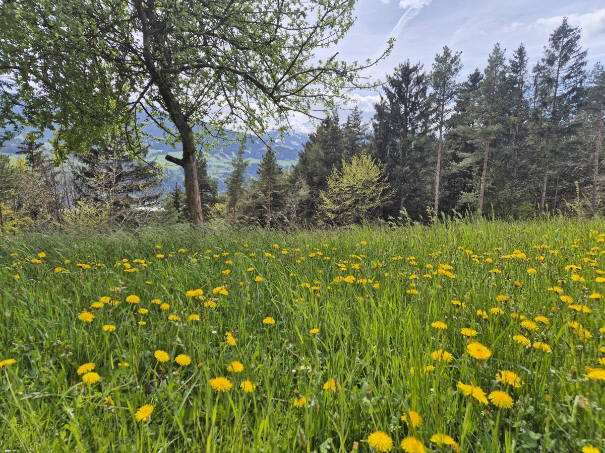 Alpenrehblick am Karwendelgebirge