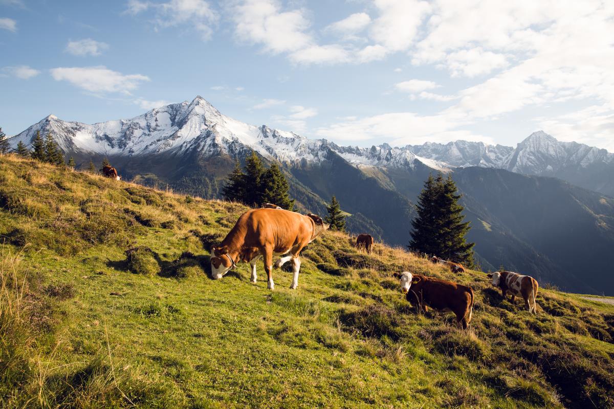 Alte Brennhütte in Ramsau im Zillertal