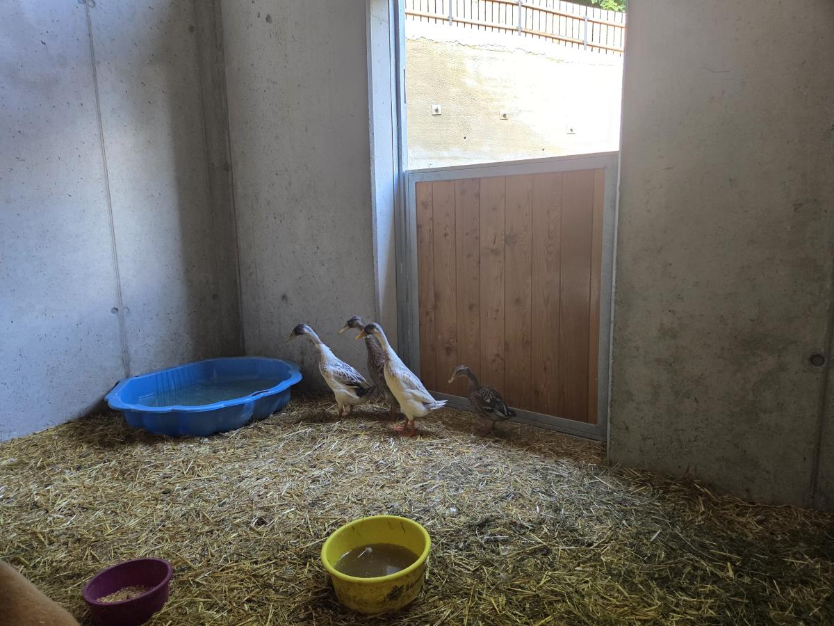 Waldsicht am Karwendelgebirge