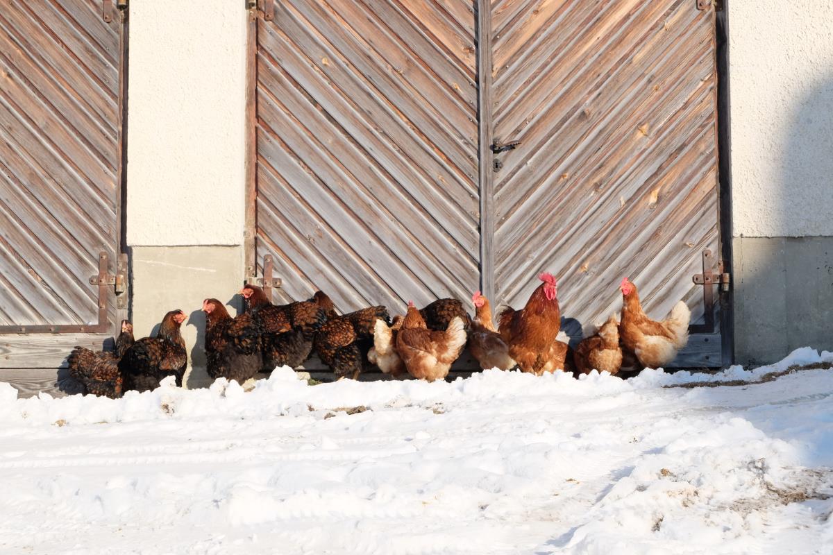 Waldhüttl am Karwendelgebirge
