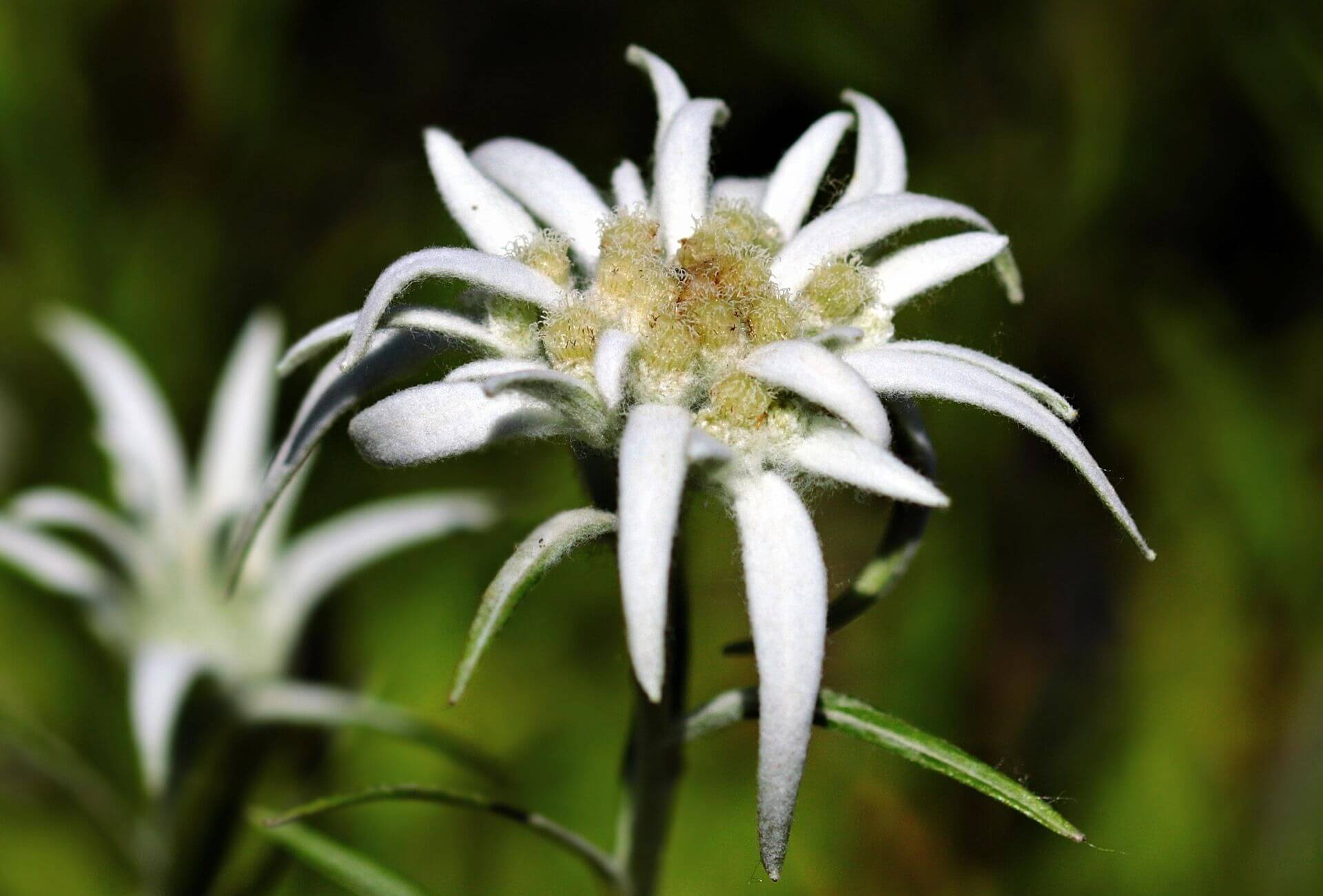 Alpen-Edelweiß in voller Blüte: Die charakteristischen, weißfilzigen Hochblätter formen einen mehrzackigen Stern, umgeben von den kleinen gelben Blüten in der Mitte, ein Symbol der Alpen und ihrer Schönheit.