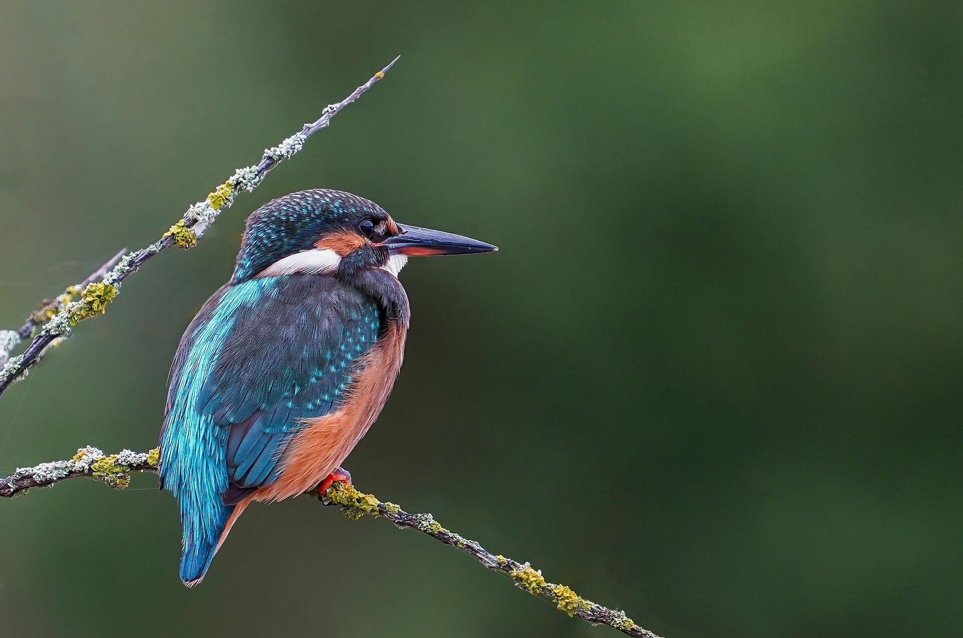 Ein Eisvogel auf einem Zweig, der die Landschaft im Blick hat: Mit seinen schillernden Farben und scharfen Augen ist er ein Meister der Jagd in der Natur.