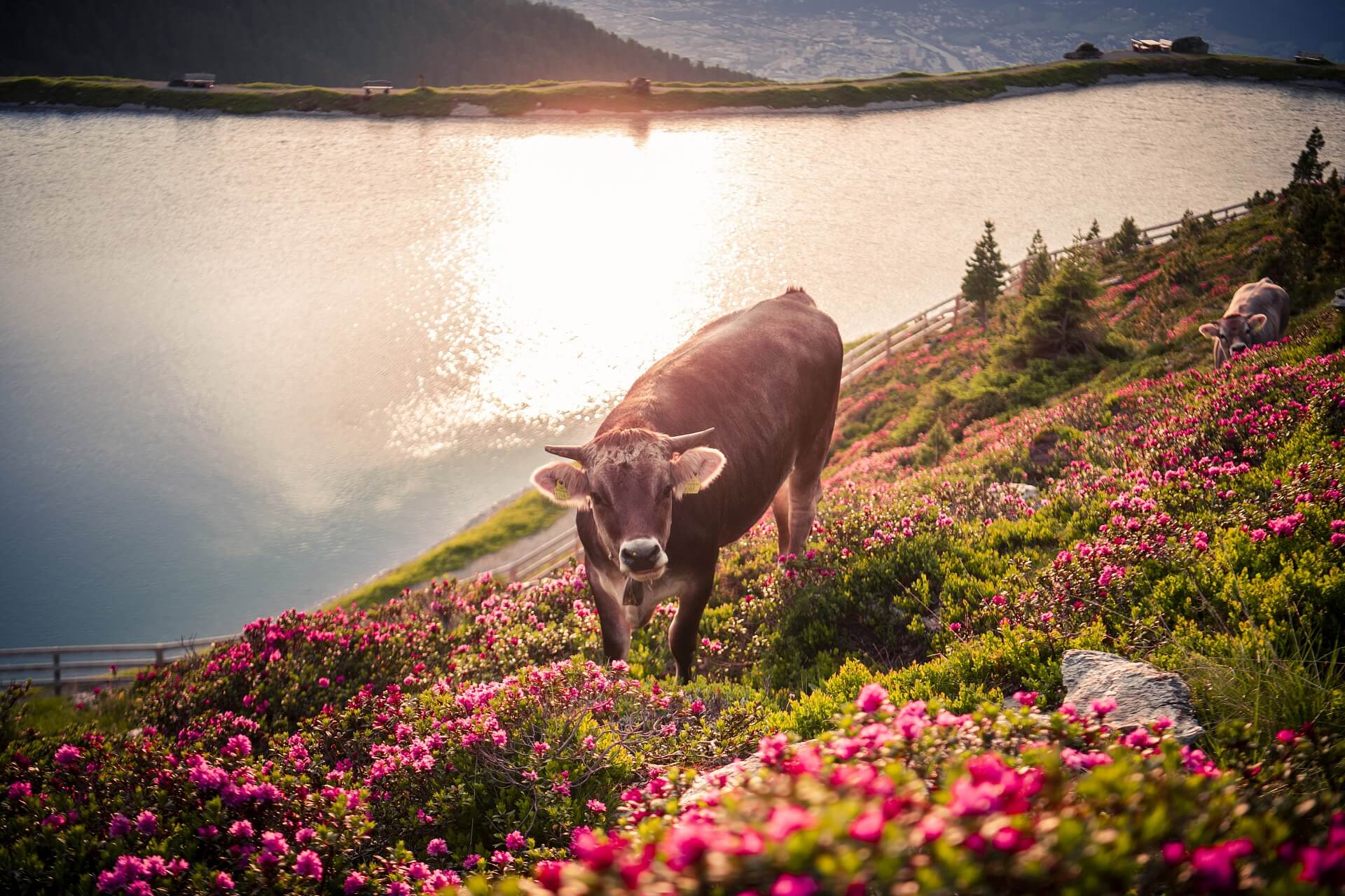 Am Zirbensee am Glungezer ist das Tiroler Grauvieh zwischen den Almrosen.